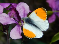 Anthocharis cardamines