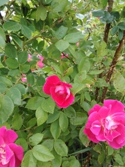 Rosa rehderiana