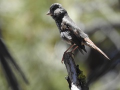 Passerella iliaca stephensi