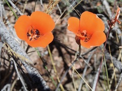 Calochortus kennedyi kennedyi