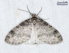 Lobophora nivigerata