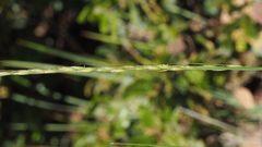 Elymus stebbinsii