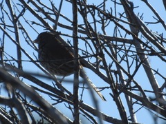 Passerella iliaca stephensi