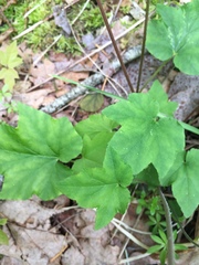 Ozomelis diversifolia