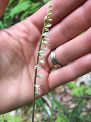 Ozomelis diversifolia