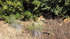 Elymus stebbinsii
