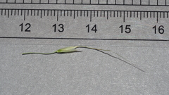 Elymus stebbinsii