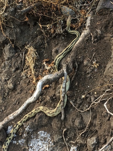 Photo of a Cincuate Bull Snake (Pituophis lineaticollis)