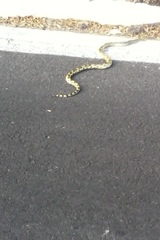 Pituophis lineaticollis