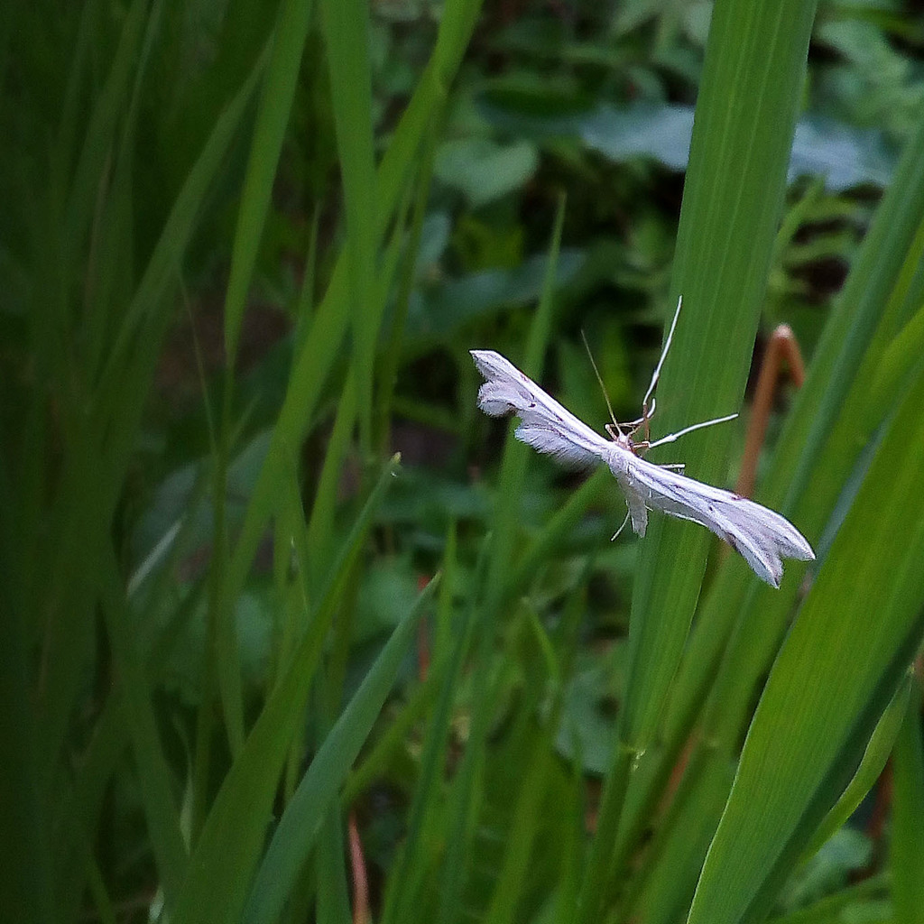Spotted White Plume