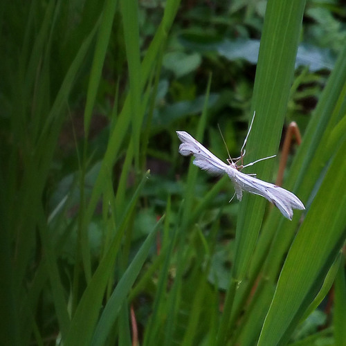 Spotted White Plume