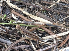 Austracris guttulosa