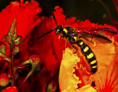 Colpa octomaculata