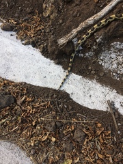 Pituophis lineaticollis