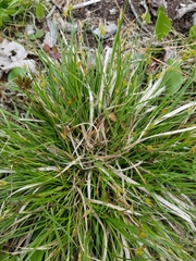 Carex tonsa tonsa