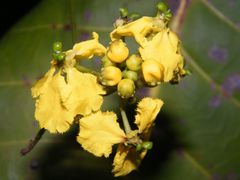 Stigmaphyllon blanchetii