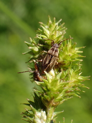 Pachygronthidae