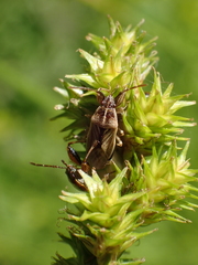Pachygronthidae