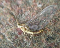 Ephemerella invaria