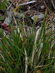 Carex tonsa tonsa