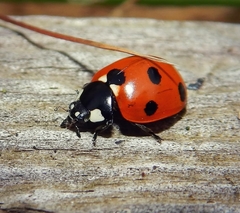 Coccinella septempunctata