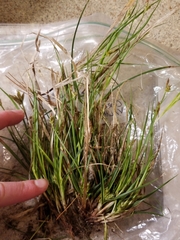 Carex tonsa tonsa