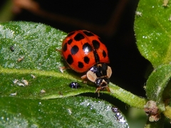 Harmonia axyridis