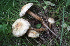 Pholiota kodiakensis