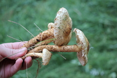 Pholiota kodiakensis
