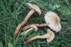 Pholiota kodiakensis