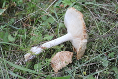 Melanoleuca strictipes