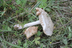 Melanoleuca strictipes