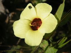 Pavonia cancellata