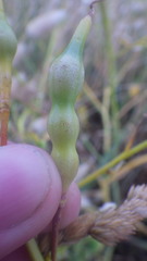 Raphanus raphanistrum landra