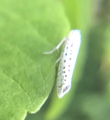 Yponomeuta multipunctella