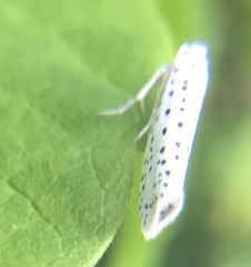 Yponomeuta multipunctella