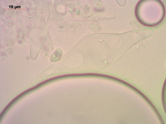 Melanoleuca strictipes