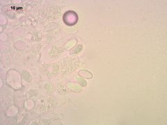 Melanoleuca strictipes