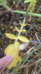 Raphanus raphanistrum landra