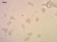 Pholiota kodiakensis