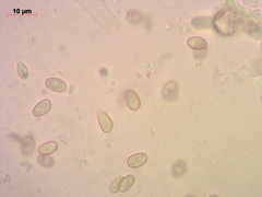 Pholiota kodiakensis