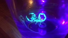 Centruroides limpidus