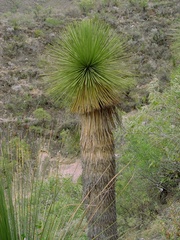 Yucca queretaroensis