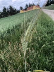 Triticum aestivum
