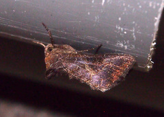 Thysanoplusia reticulata