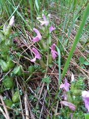Pedicularis palustris