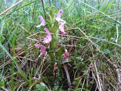 Pedicularis palustris