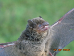 Eptesicus furinalis