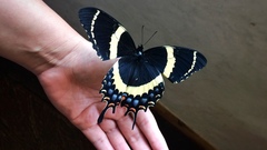 Papilio garamas garamas