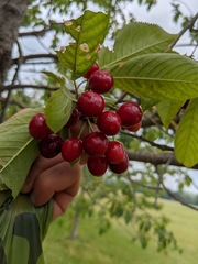 Prunus avium